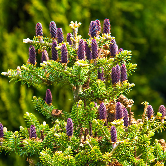 Sapin de Corée - Bakker
