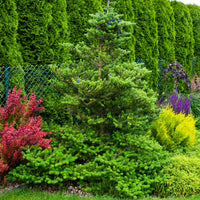 Sapin de Corée - Abies koreana - Bakker
