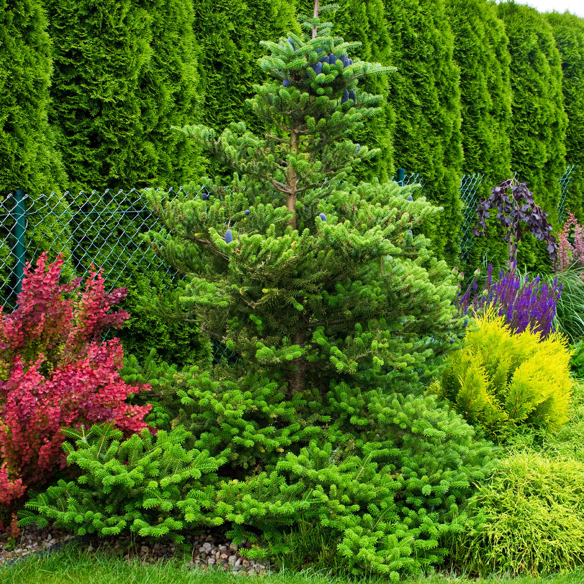 Sapin de Corée - Abies koreana - Bakker