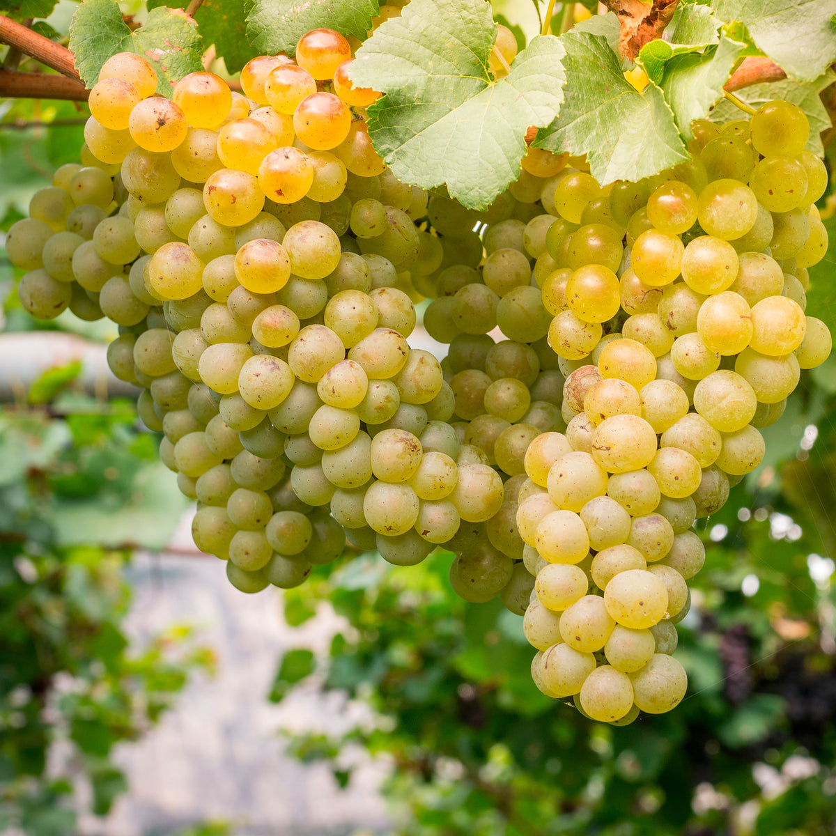Vente Vigne Chardonnay - Vitis vinifera chardonnay