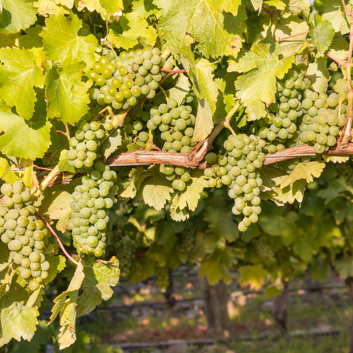 Vigne Chardonnay - Bakker