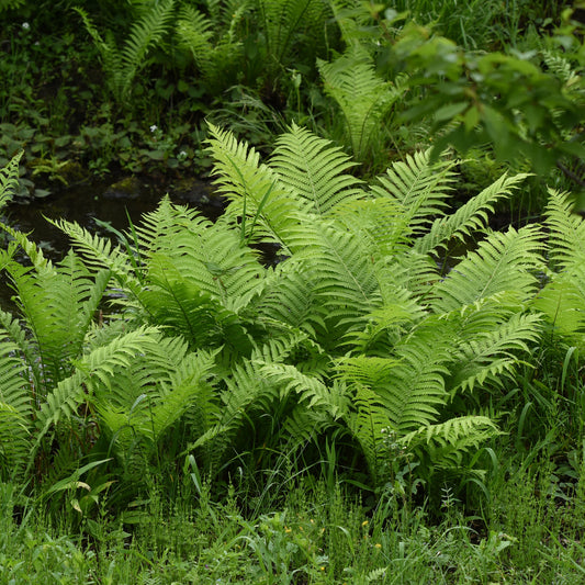 2 Fougères Plume d'autruche - Bakker
