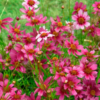 Coreopsis rose Heaven's gate - Bakker