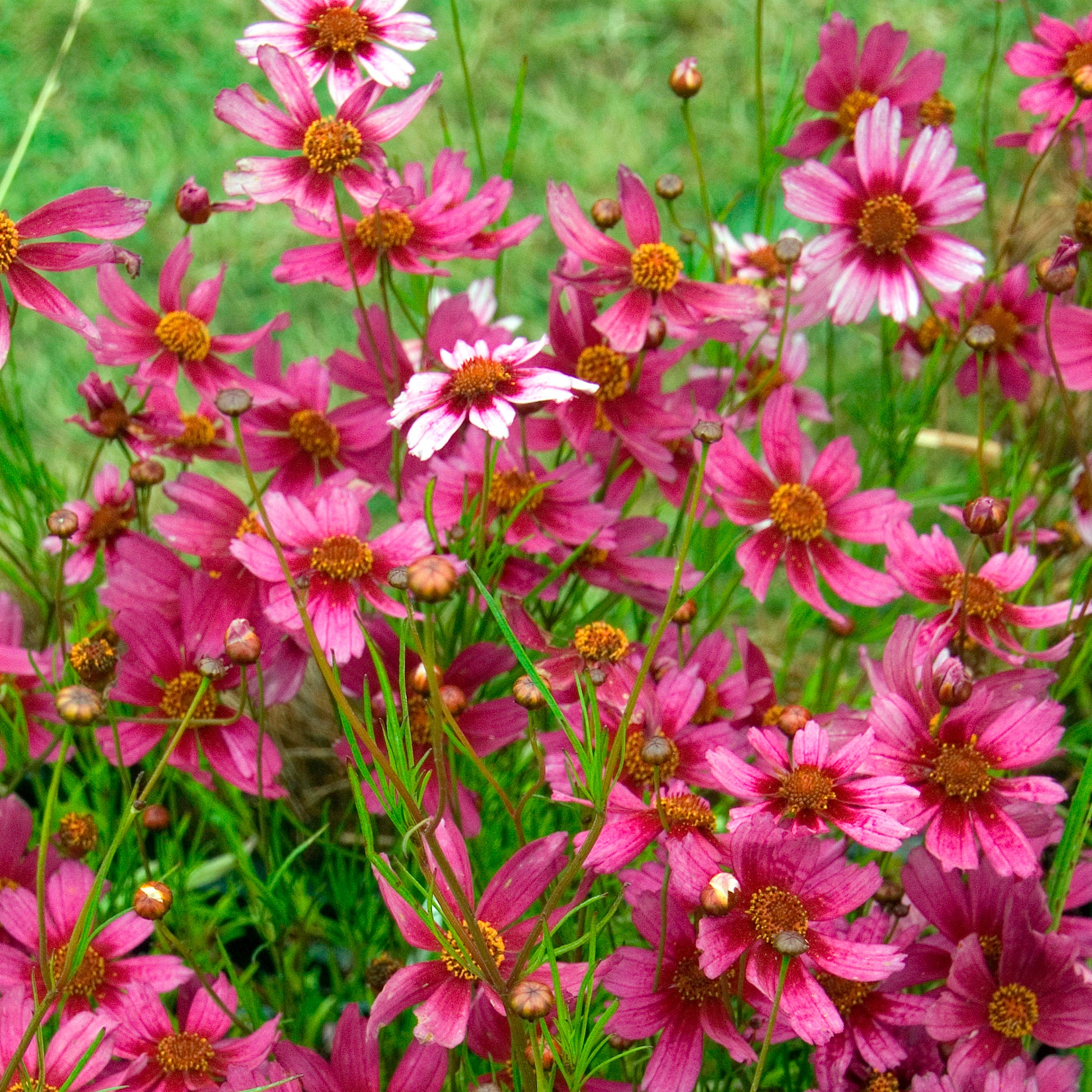 Coreopsis rose Heaven's gate - Bakker