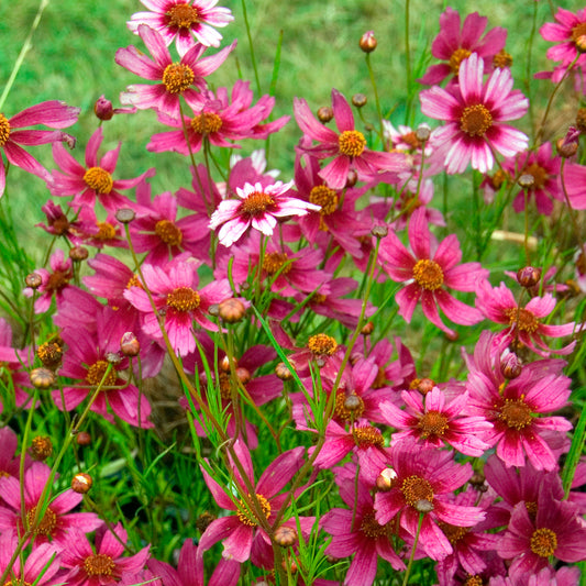Coreopsis rose Heaven's gate - Bakker