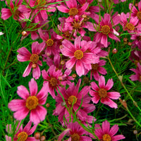 Coreopsis rose Heaven's gate - Coreopsis rosea heaven's gate - Bakker