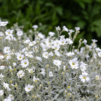 Vente 3 Céraistes - Corbeille d'argent - Cerastium tomentosum