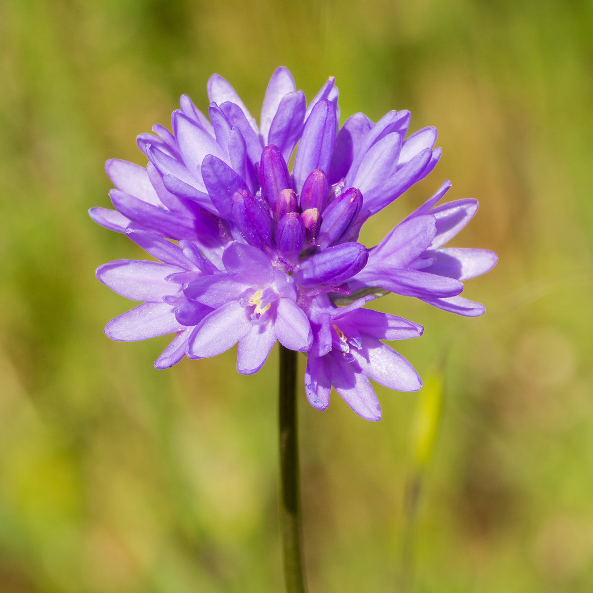 Dichelostemma congestum - Bakker