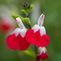 2 Sauge Hotlips - Salvia microphylla hotlips (grahamii) - Plantes d'extérieur