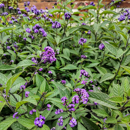 3 Héliotropes du Pérou - Bakker