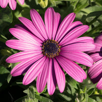 3 Marguerites du Cap pourpres - Bakker