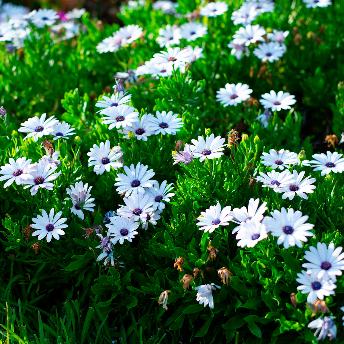 3 Marguerites du Cap blanches - Osteospermum margarita white - Bakker