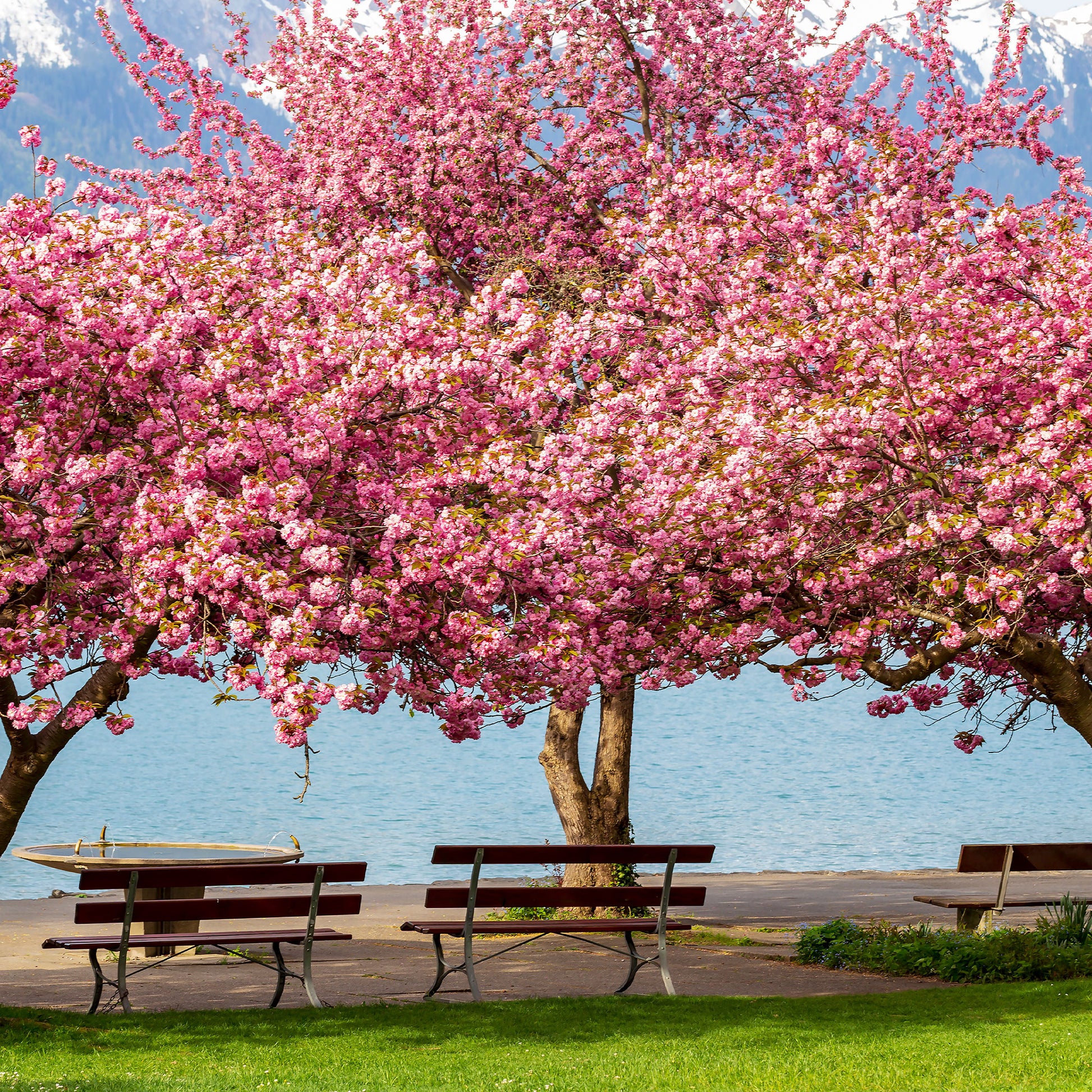 Vente Cerisier à fleurs Kanzan - Prunus serrulata Kanzan
