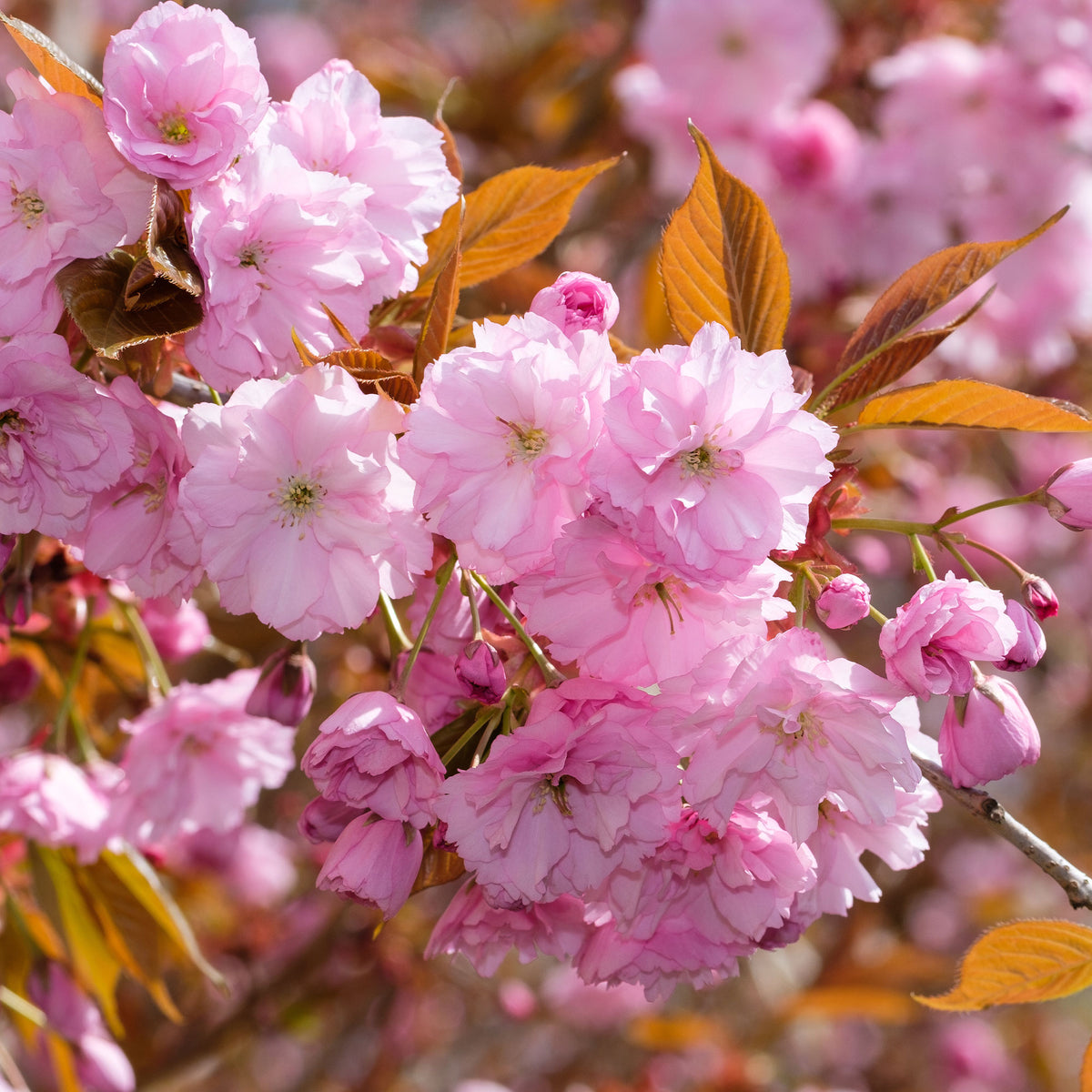 Cerisier à fleurs Kanzan - Prunus serrulata Kanzan - Bakker
