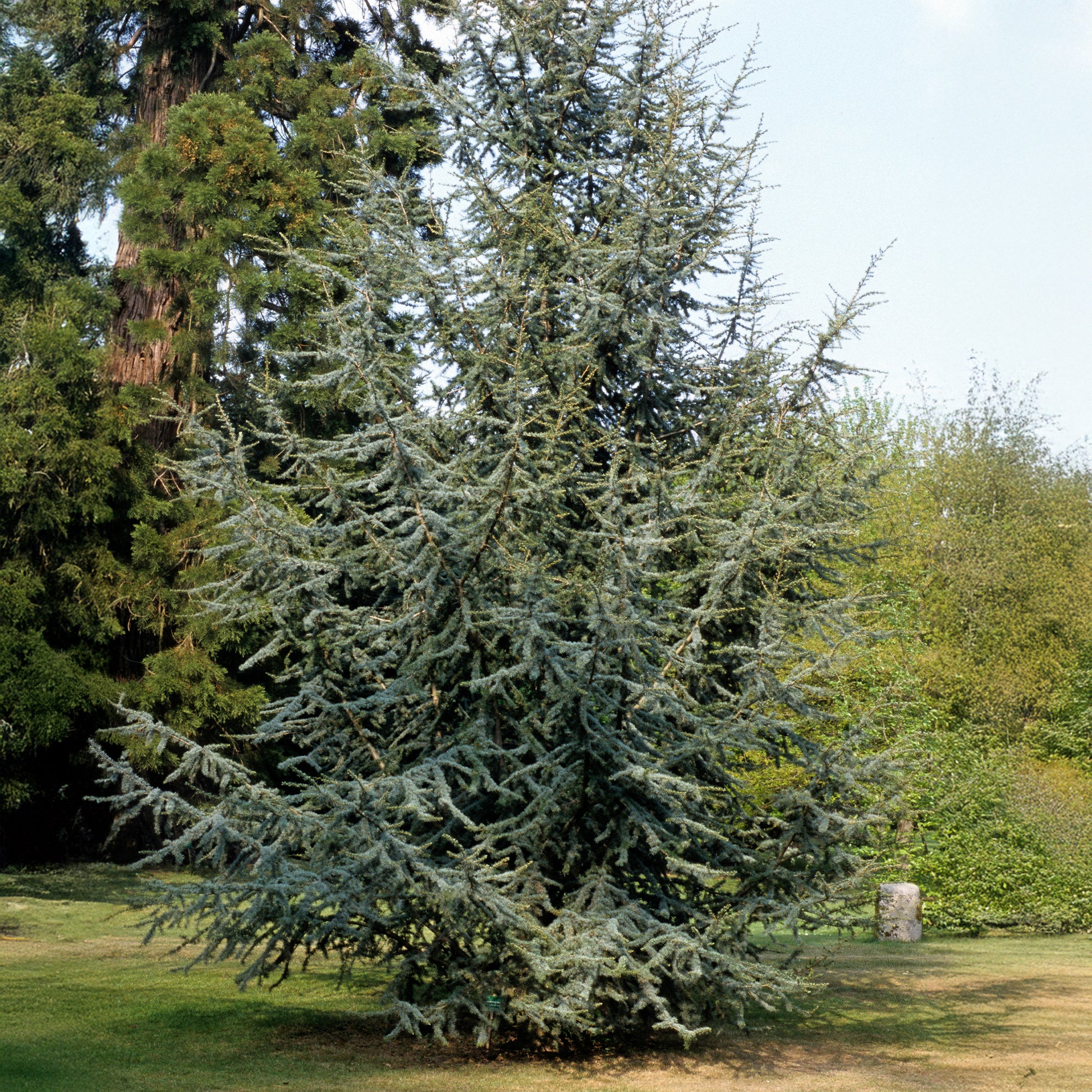 Vente Cèdre bleu de l'Atlas - Cedrus atlantica glauca