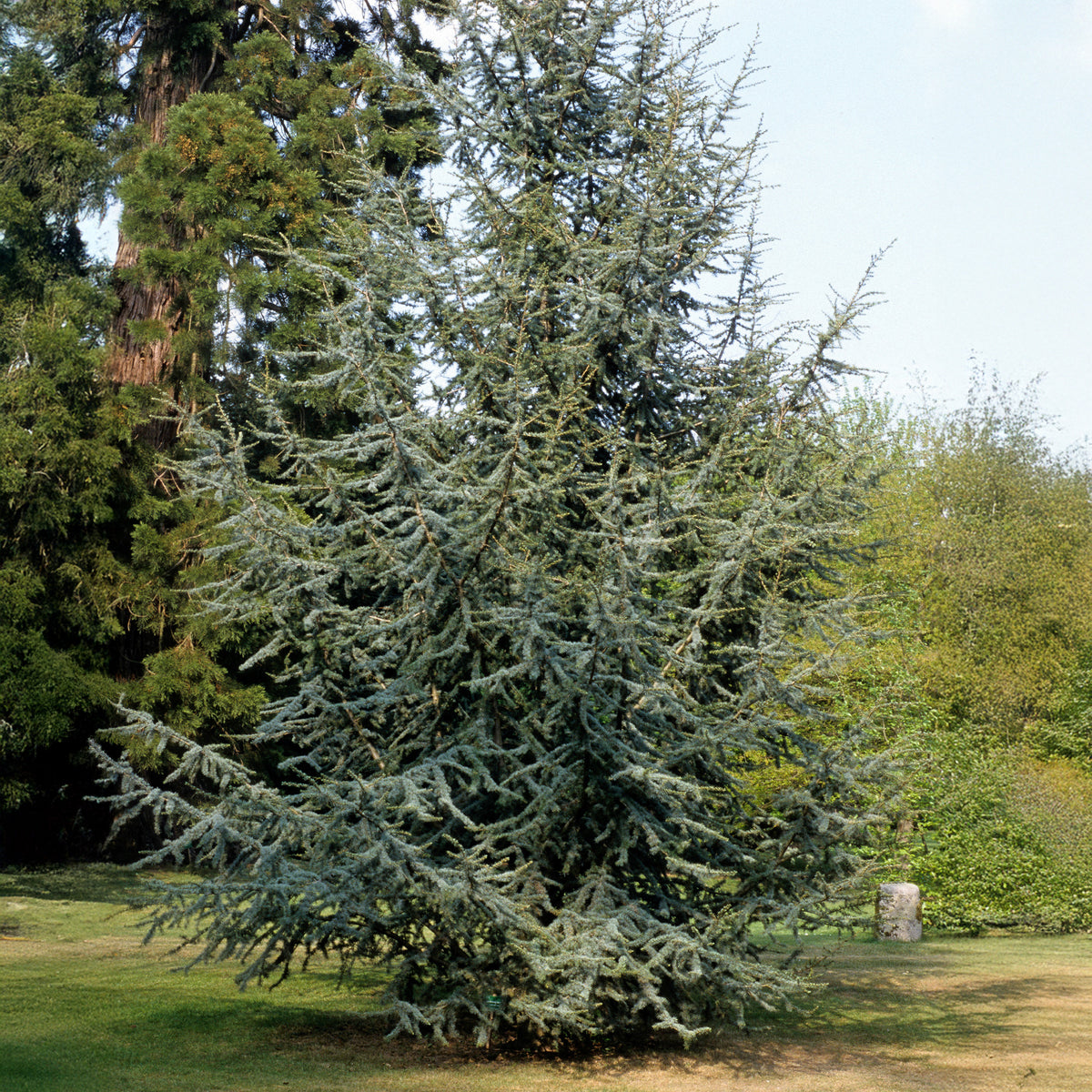 Vente Cèdre bleu de l'Atlas