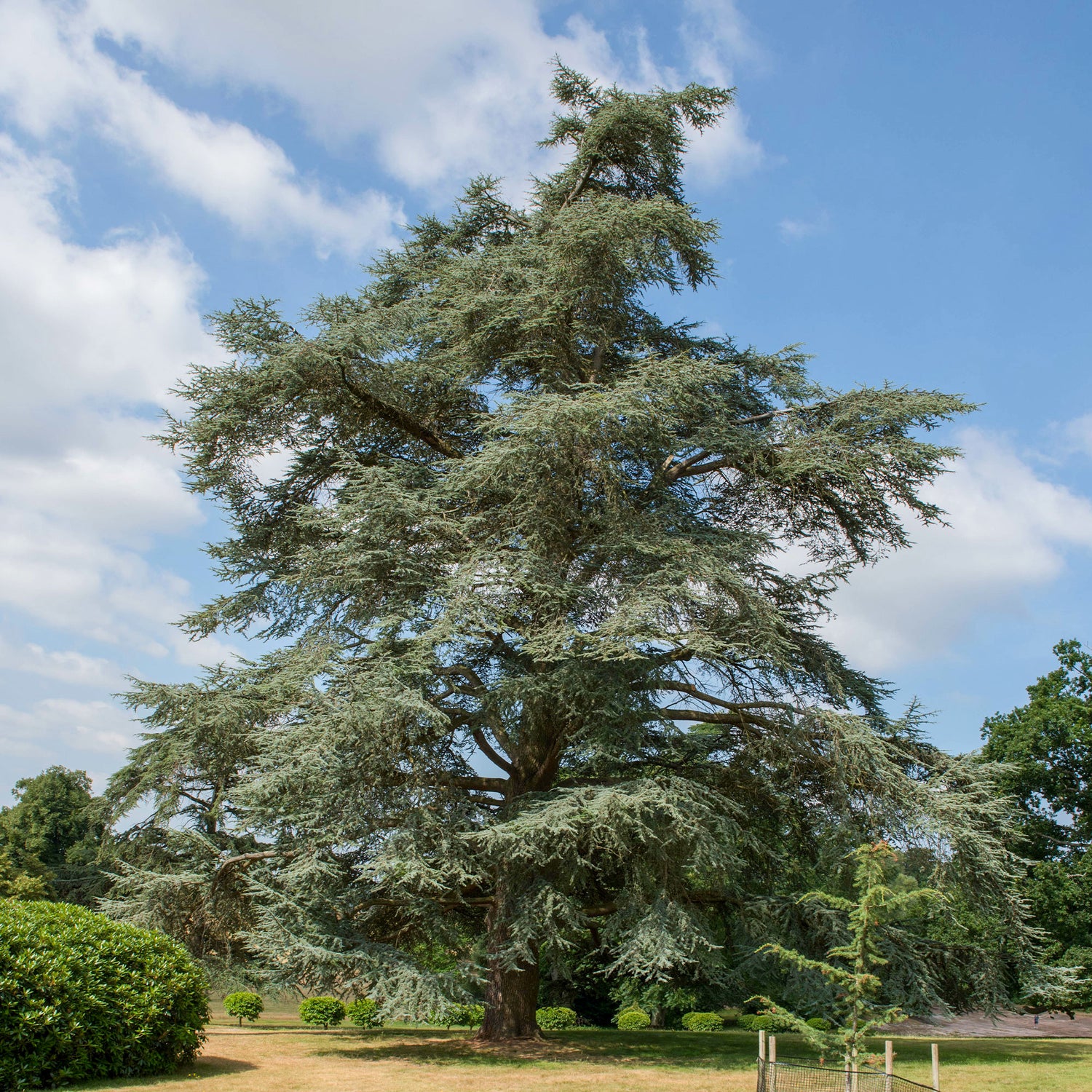 Arbres