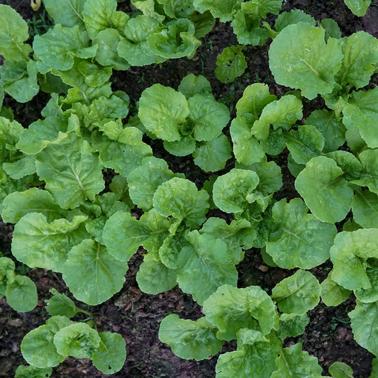 Feuille de chou navet vert - Bakker