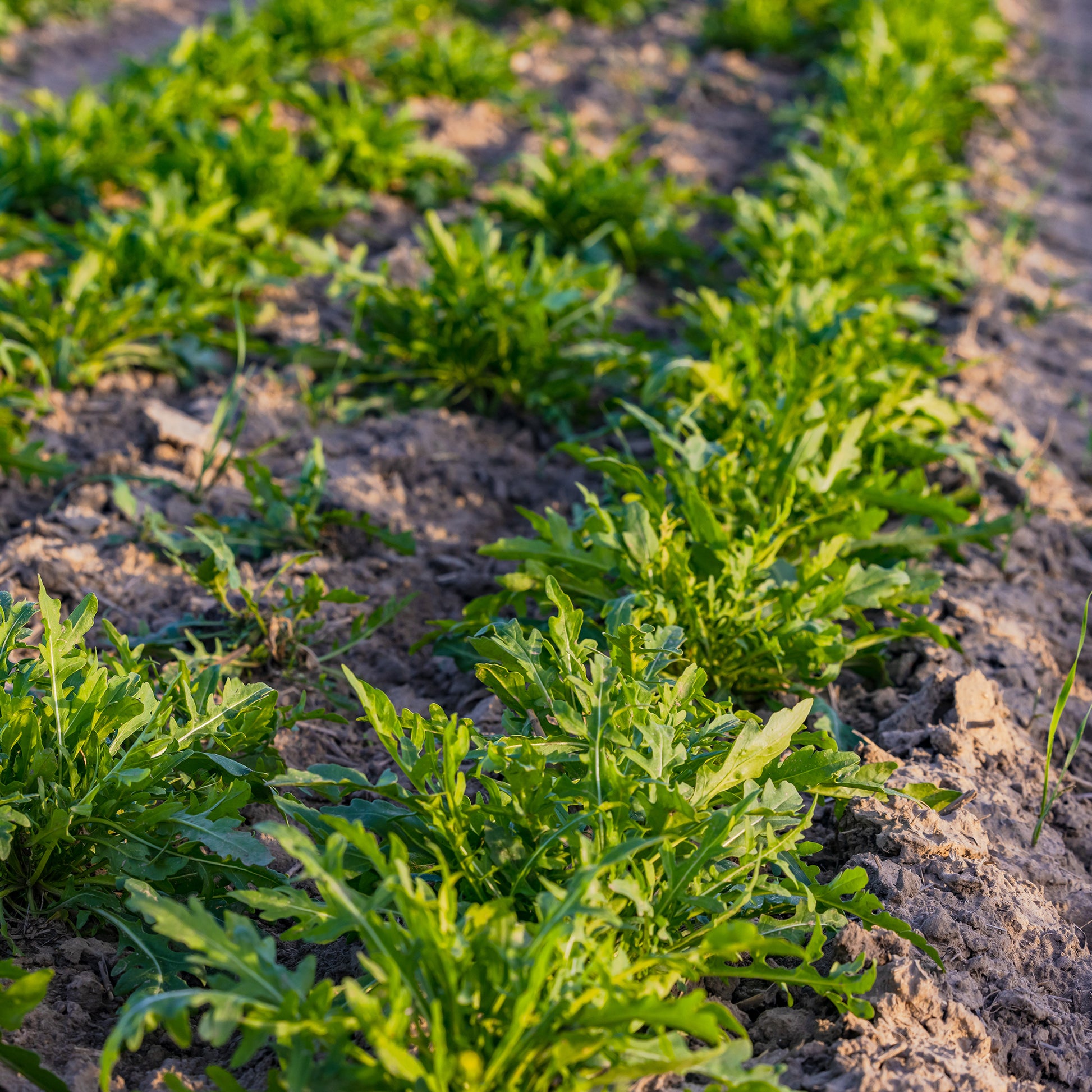 Roquette sauvage Rocky Wild Bio - Diplotaxis selvatica rocky wild - Bakker