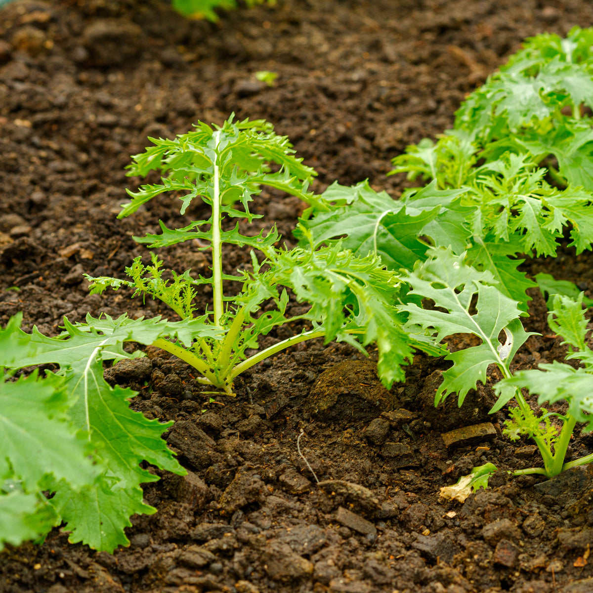 Graines de choux - Chou salade Japonais Mizuna Bio - Brassica rapa japonica mizuna