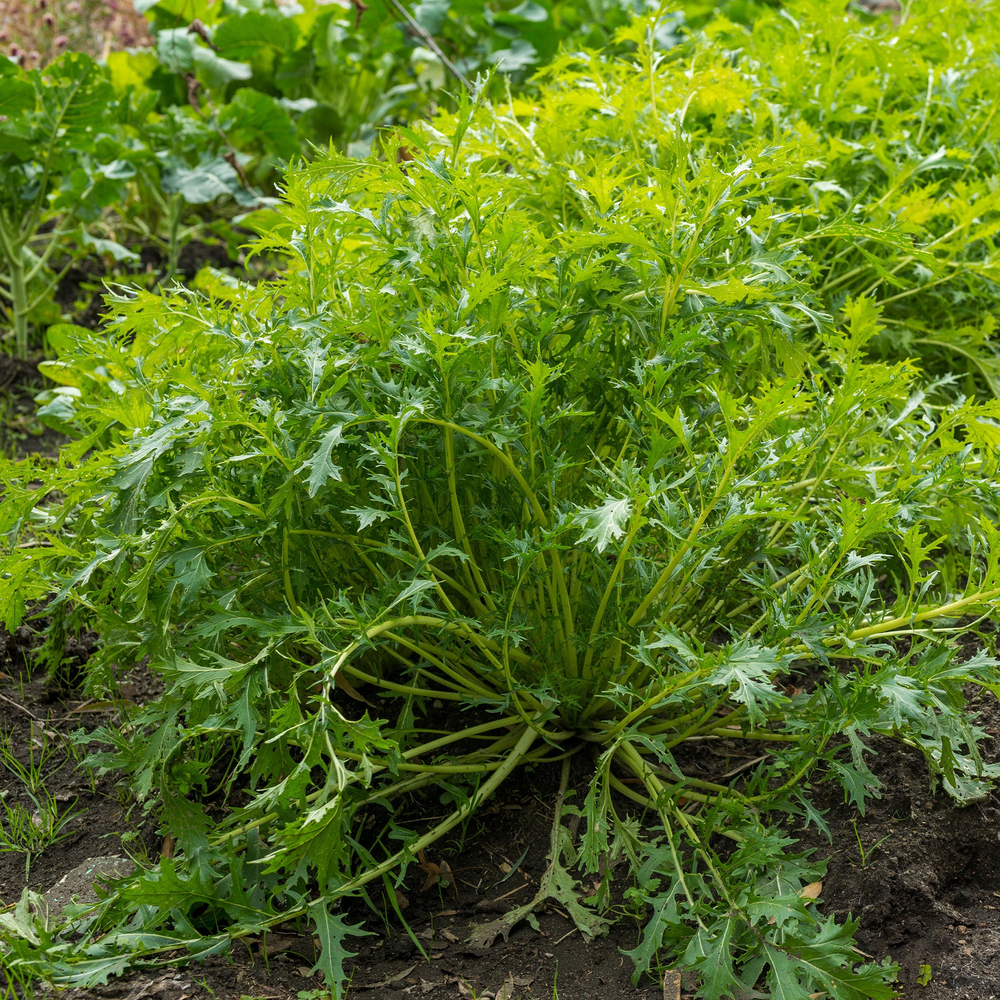 Chou salade Japonais Mizuna Bio - Brassica rapa japonica mizuna - Bakker