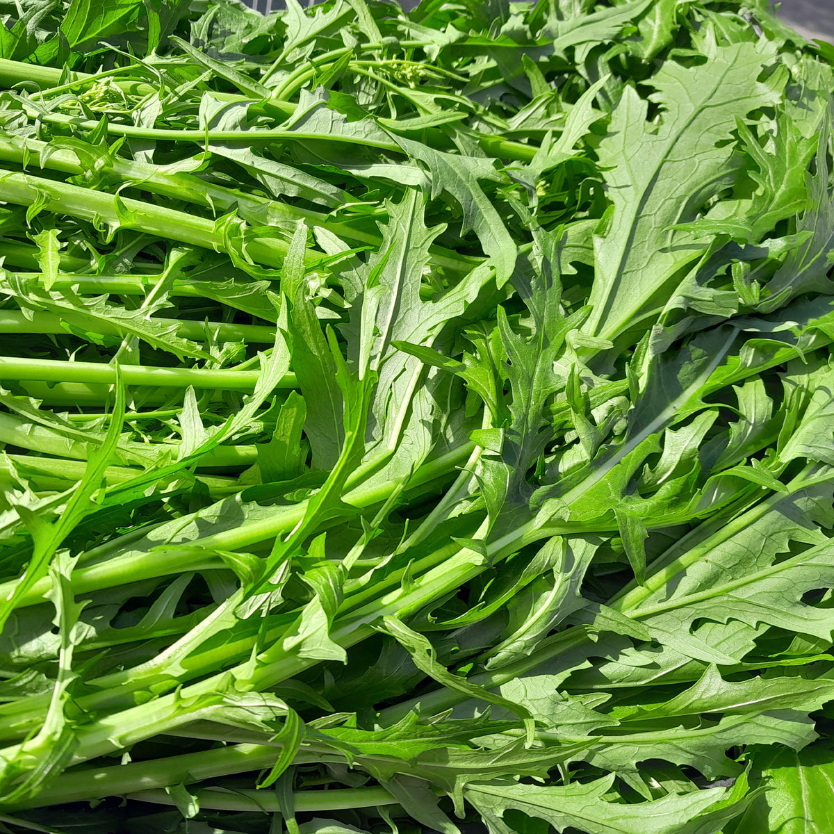 Vente Chou salade Japonais Mizuna Bio - Brassica rapa japonica mizuna