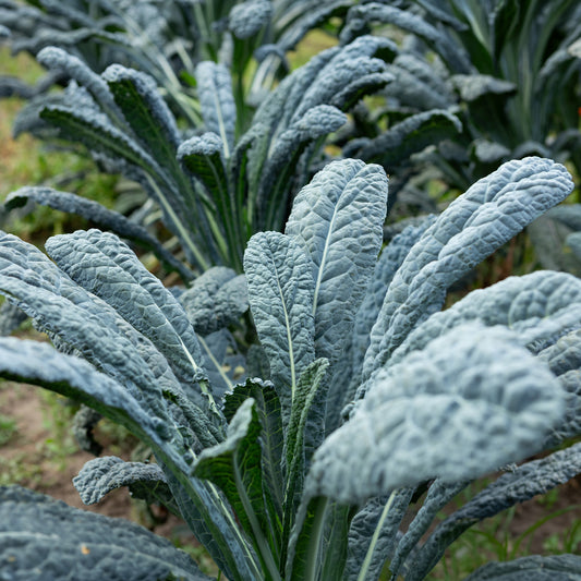 Chou palmier lancinate Nero di Toscana Bio - Bakker