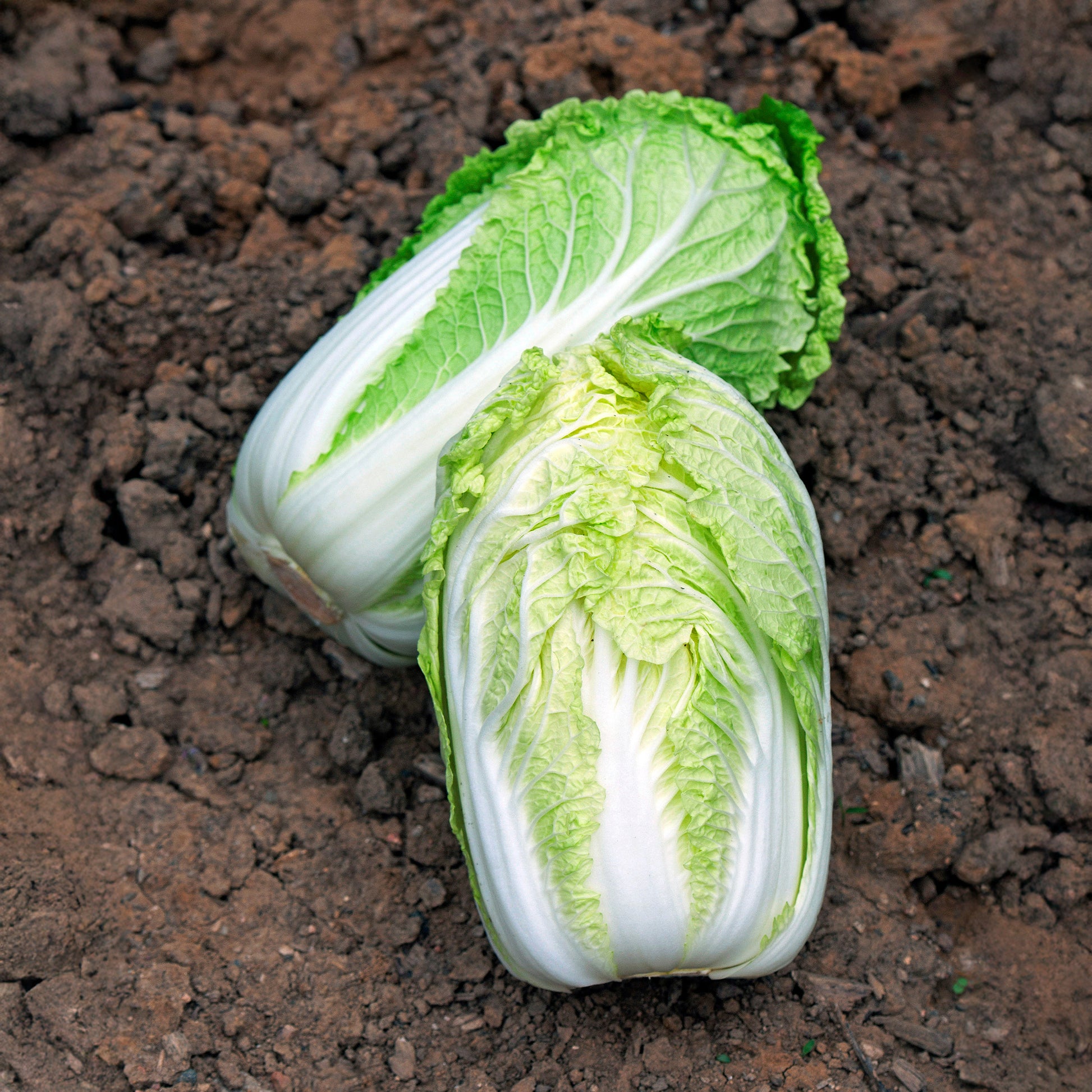 Chou de Chine Spectrum F1 - Brassica pekinensis spectrum f1 - Bakker