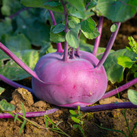 Chou-rave violet Blaro Bio - Brassica oleracea blaro - Bakker