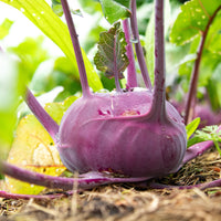 Chou-rave violet Blaro Bio - Bakker