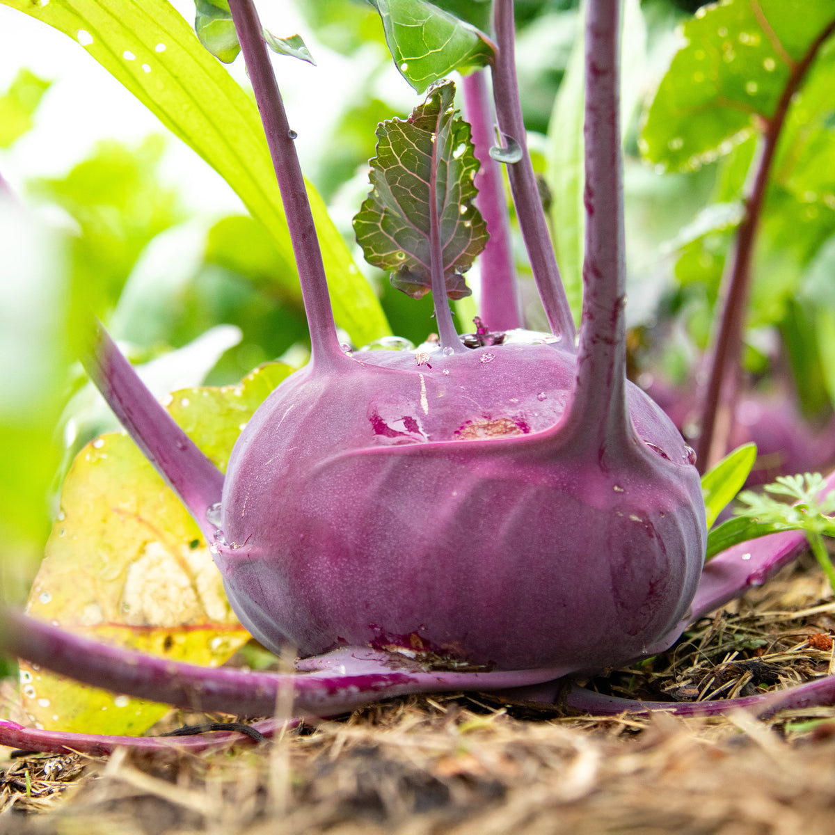 Chou-rave violet Blaro Bio - Bakker
