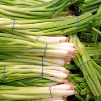 Vente Ciboule Oignon tige Ishikura Long White - Allium fistulosum ishikura long white
