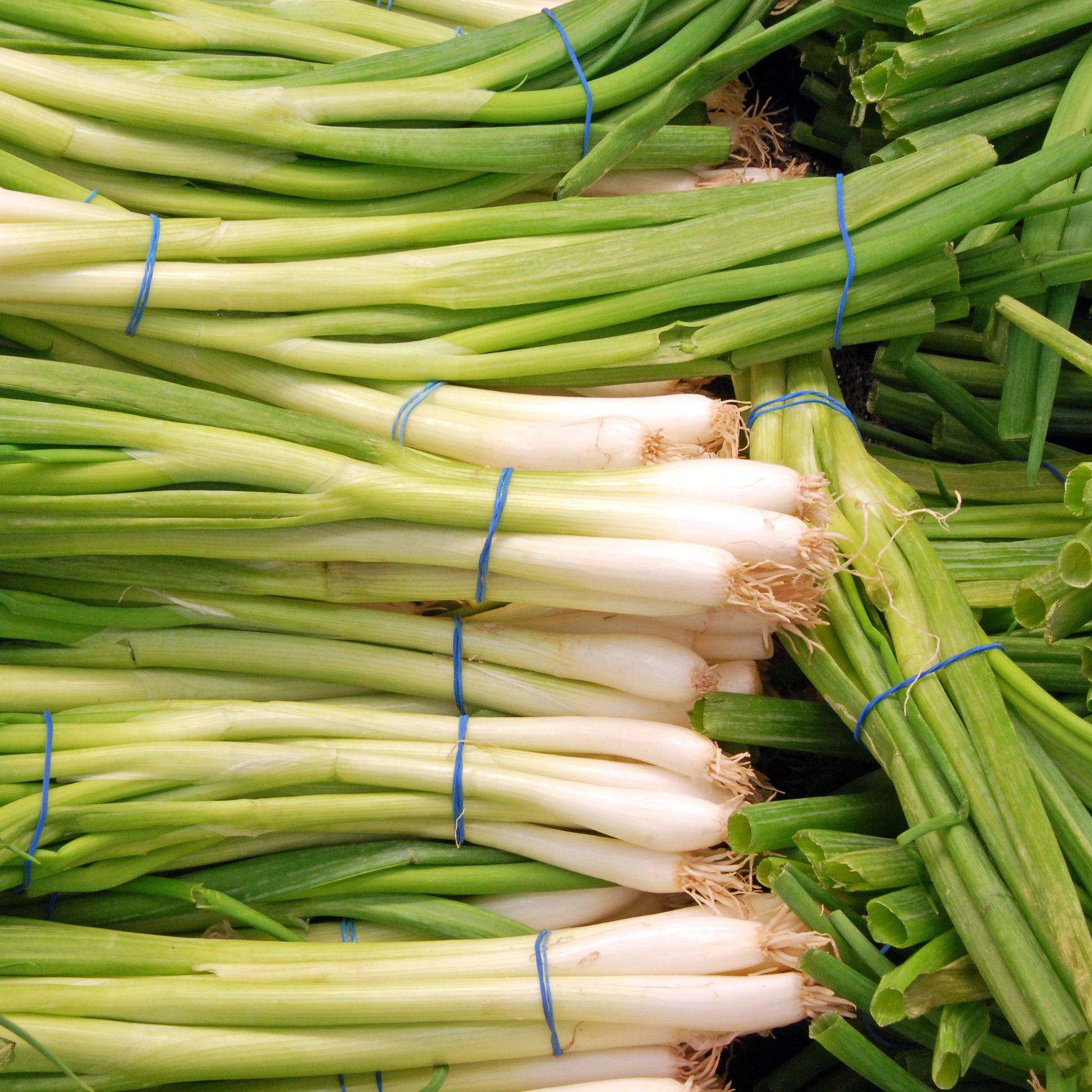 Vente Ciboule Oignon tige Ishikura Long White - Allium fistulosum ishikura long white
