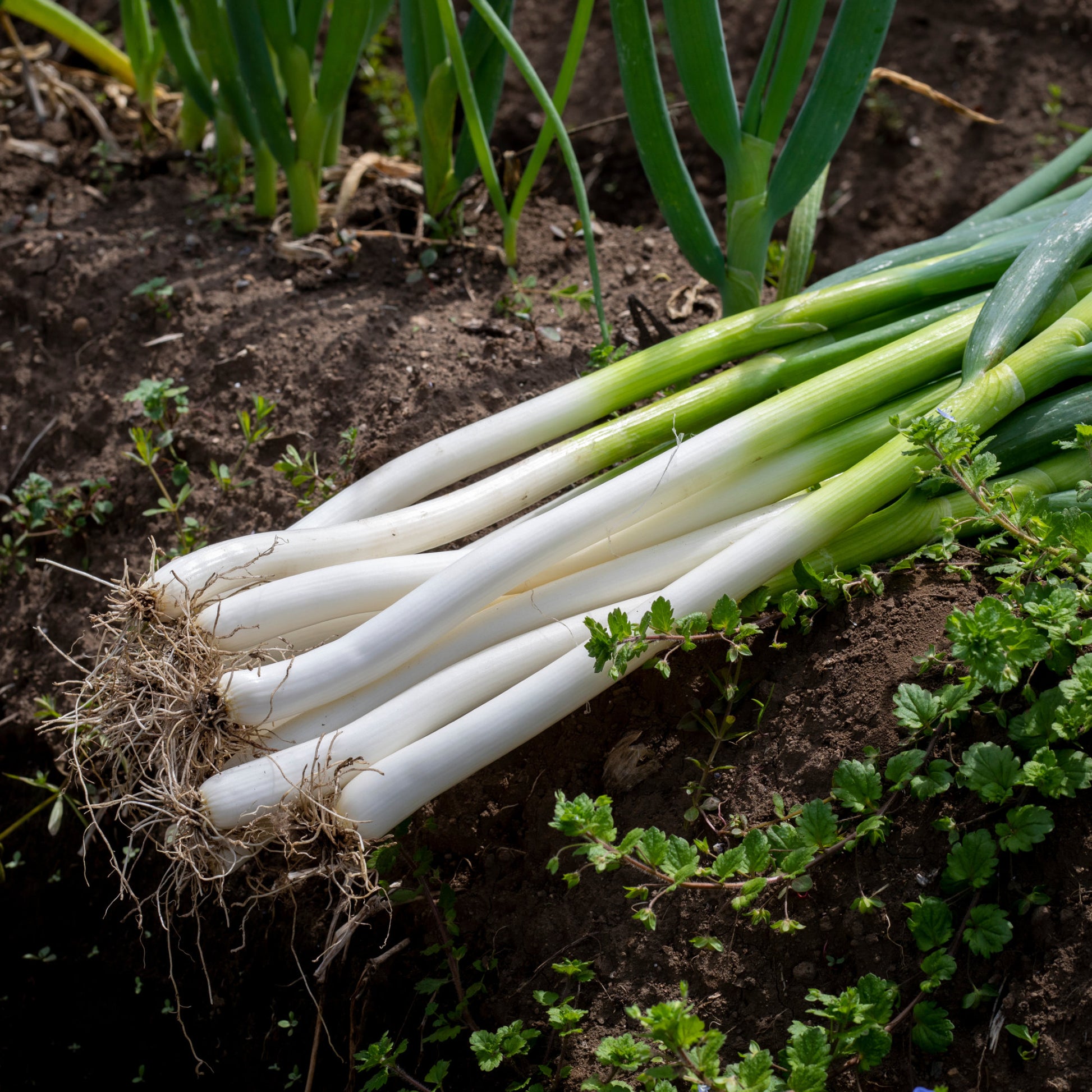 Herbes Aromatiques - Ciboule Oignon tige Ishikura Long White - Allium fistulosum ishikura long white