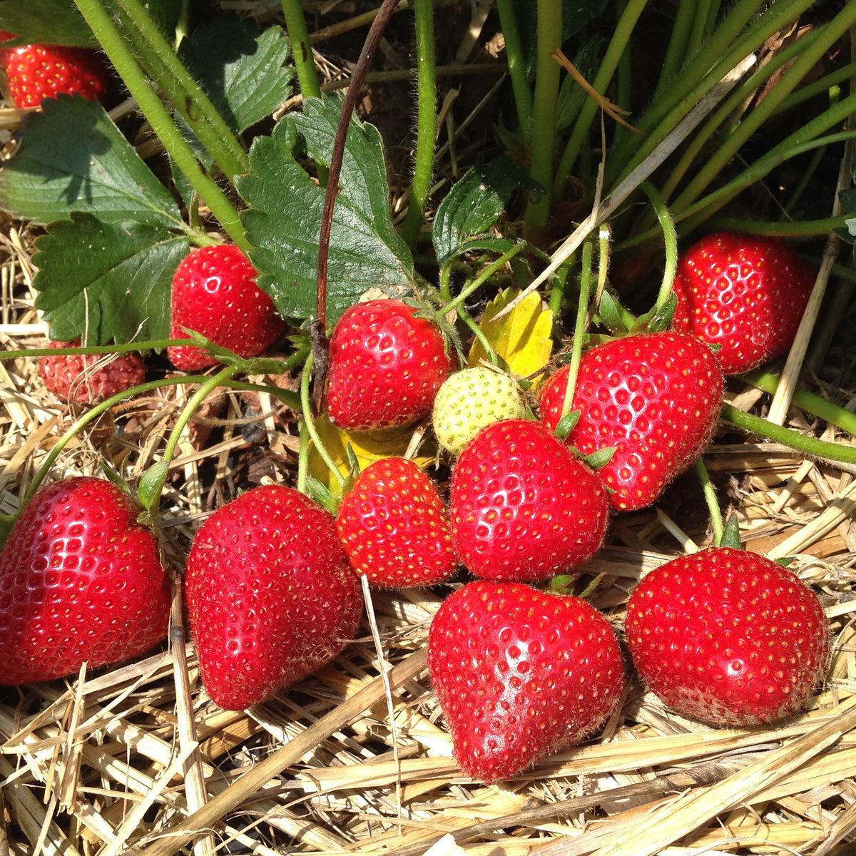 Fraisier à gros fruits Grandian F1 - Bakker