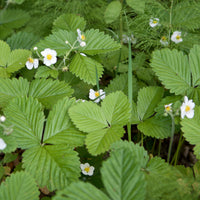 Fragaria vesca ruegen - Fraisier des bois Baron Solemacher - Autres graines de fruits