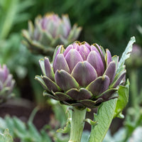 Artichauts - Artichaut Violet de Provence - Cynara cardunculus scolymus Violet de Provence