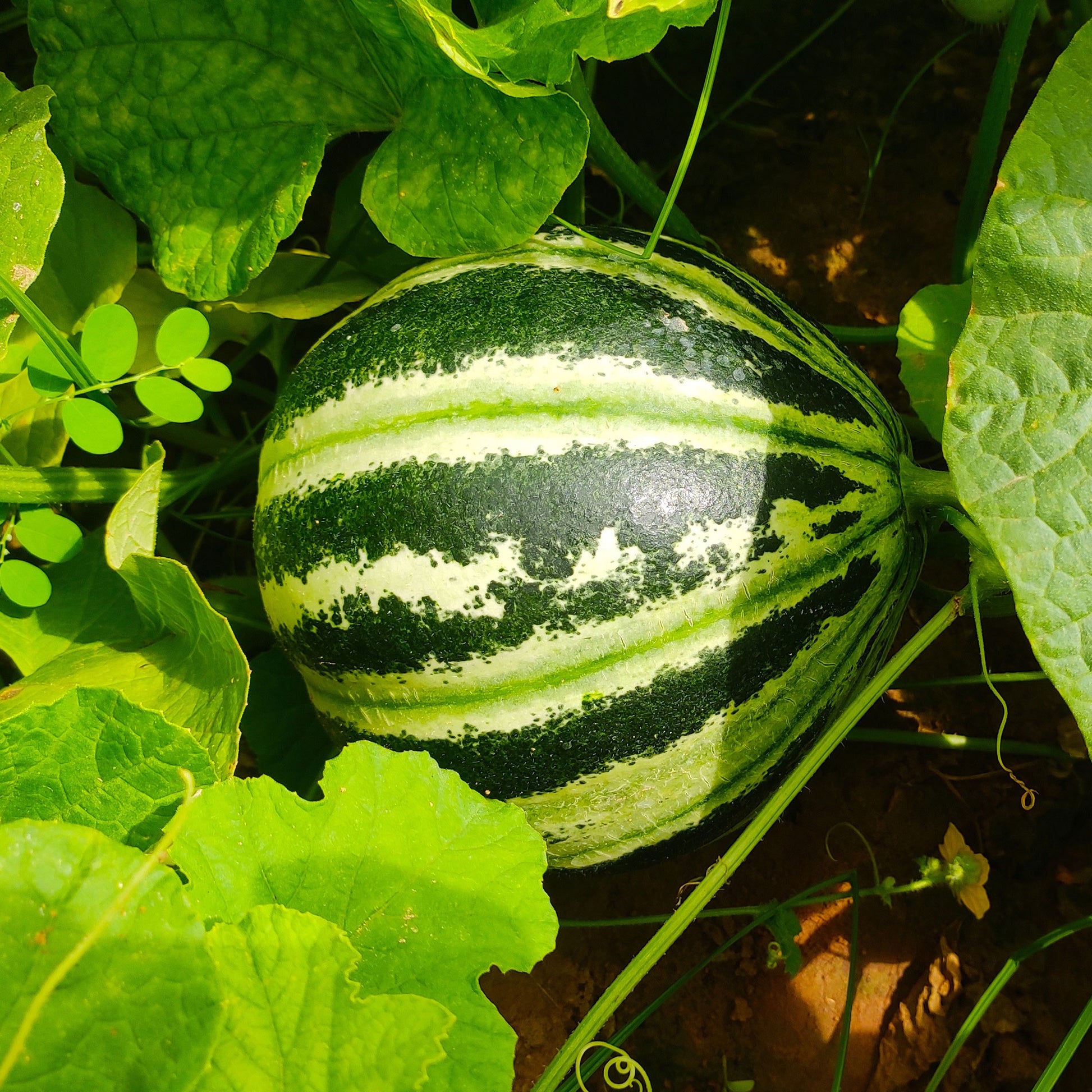 Melon ananas Oranje Ananas - Bakker