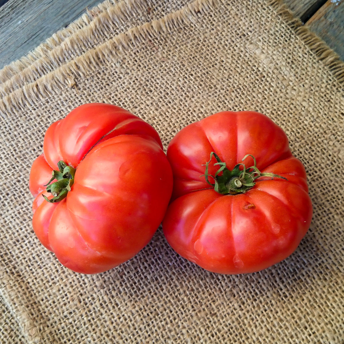 Solanum lycopersicum Marmande - Tomate à très gros fruits Marmande - Graines de tomates