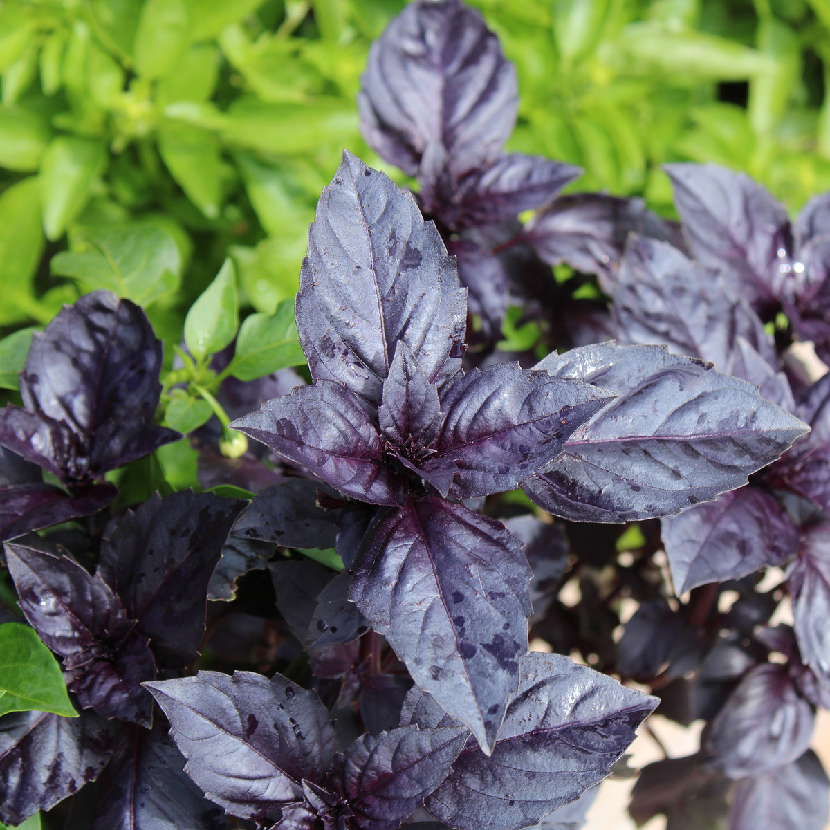 Basilic pourpre Dark Opal Bio - Ocimum basilicum dark opal - Bakker