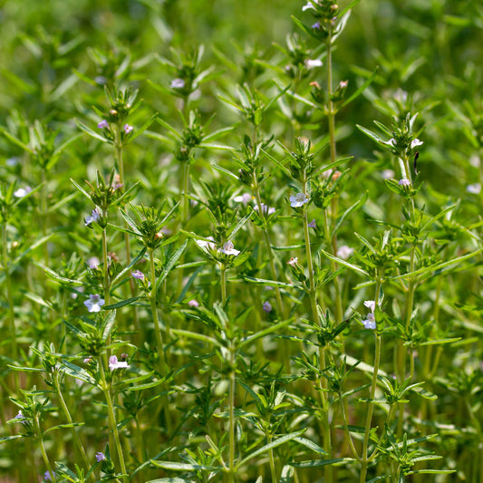 Sarriette commune Bio - Bakker