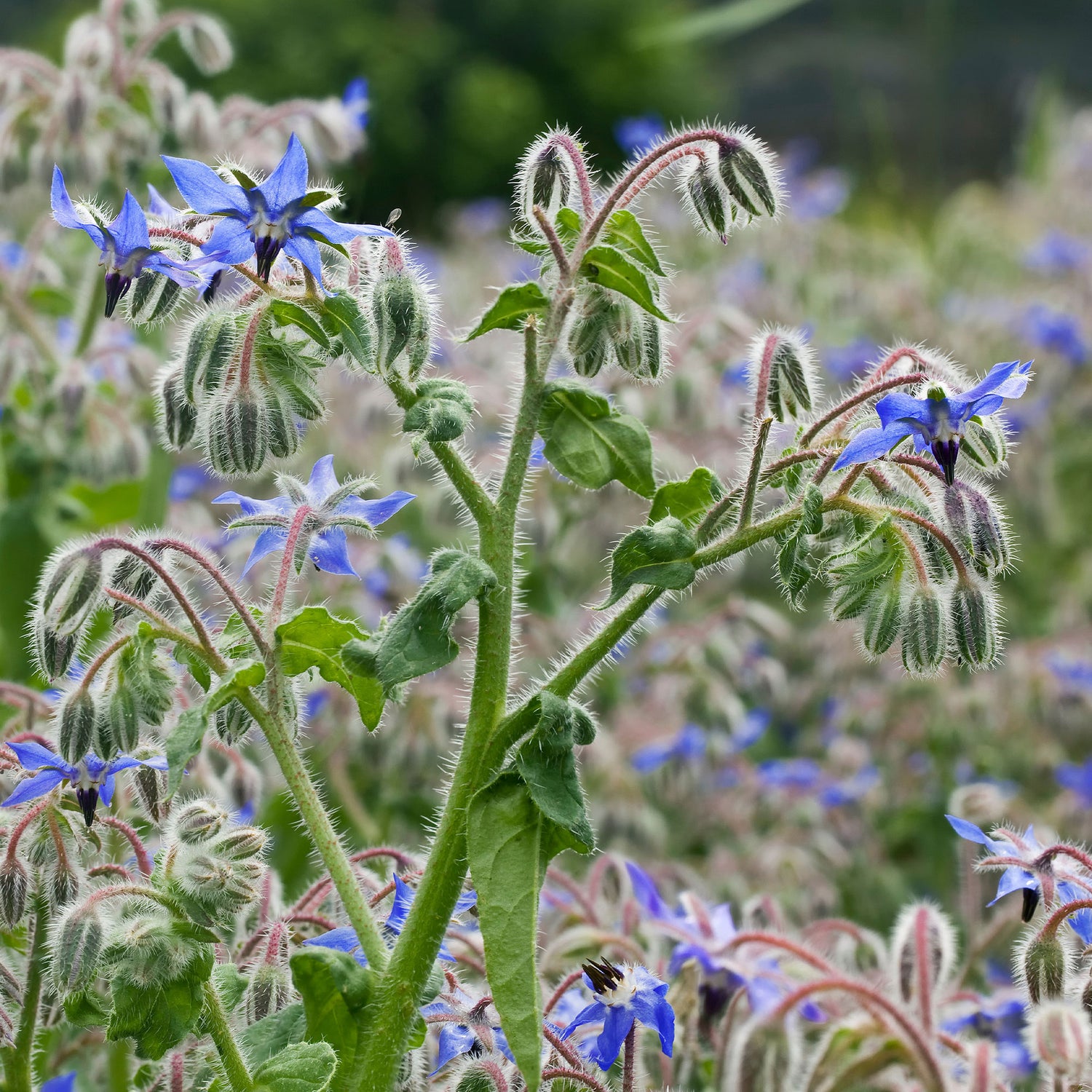 Borago - Bourrache