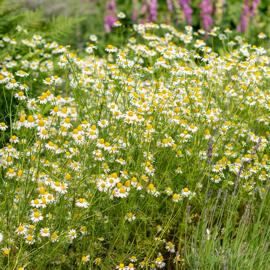 Camomille Allemande Bio - Bakker