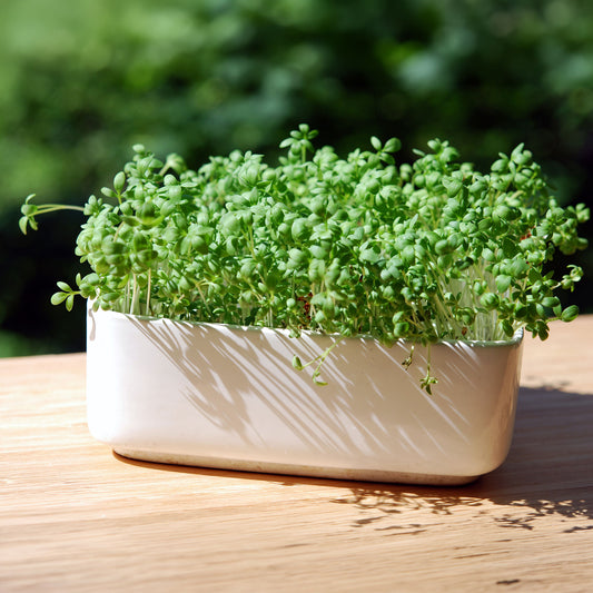 Cresson alénois commun Bio - Bakker