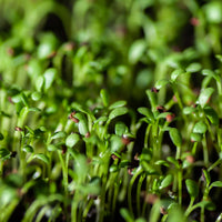 Cresson alénois commun Bio - Lepidium sativum - Bakker