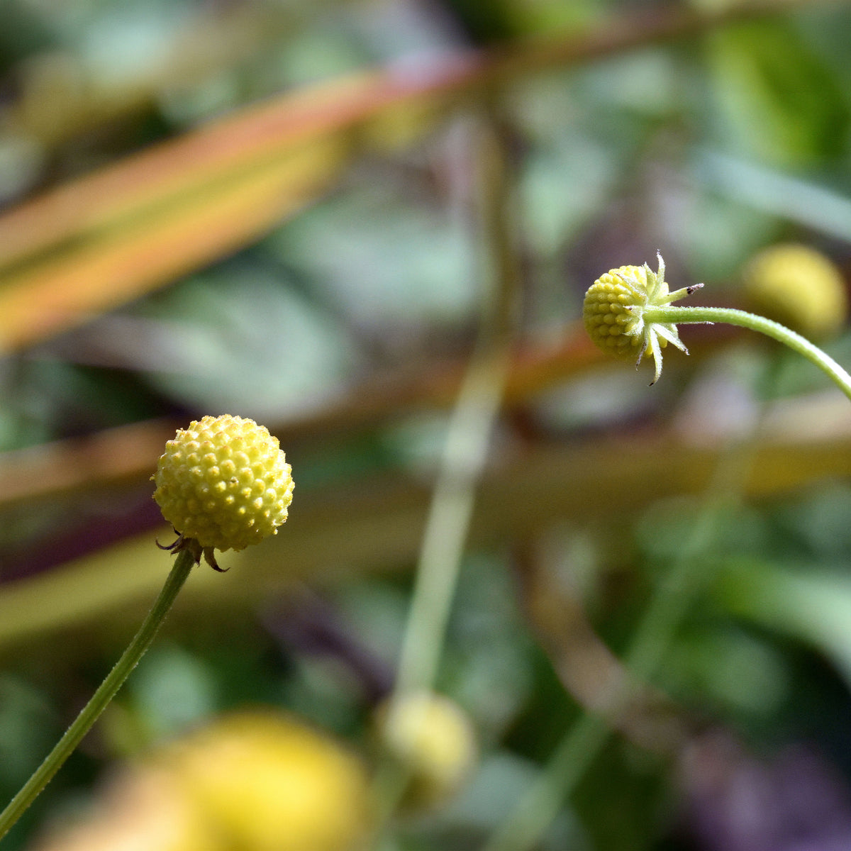 Cephalophora odorant Pineapples - Bakker