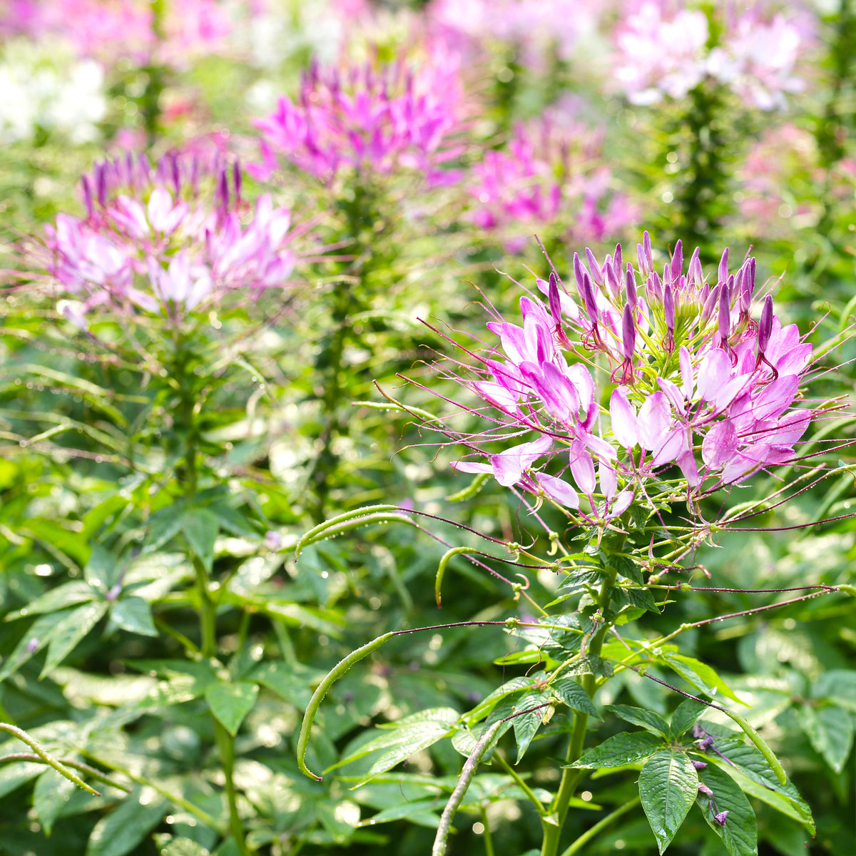 Cléome épineux Rose Beauty - Cleome spinosa rose beauty - Bakker