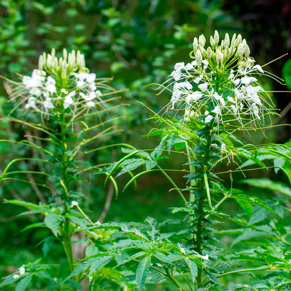 Cléome épineux White Queen - Cleome spinosa white queen - Bakker