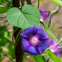 Ipomoea nil - Ipomée à grandes fleurs Grandpa Ott - Graines de fleurs annuelles