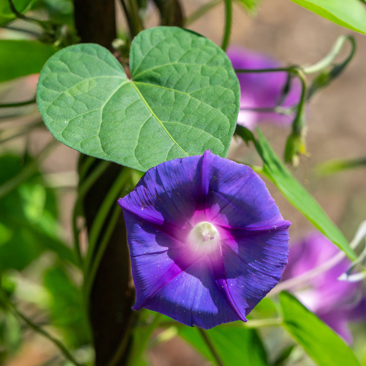 Ipomoea nil - Ipomée à grandes fleurs Grandpa Ott - Graines de fleurs annuelles